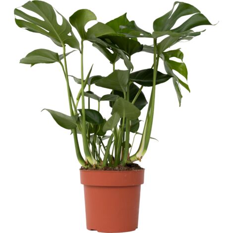 Acheter Plante Interieur Monstera Deliciosa Hauteur 70 80cm Pot 21cm
