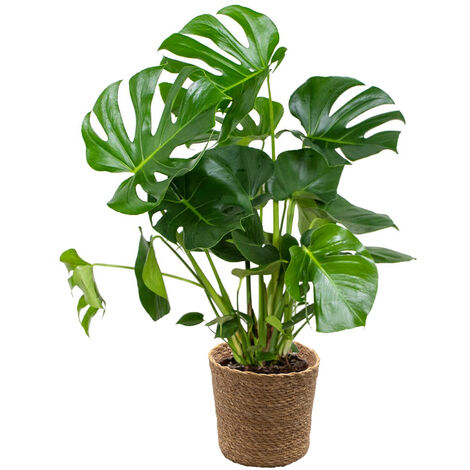 Faux philodendron sur tuteur mousse Monstera deliciosa pot Ø 27