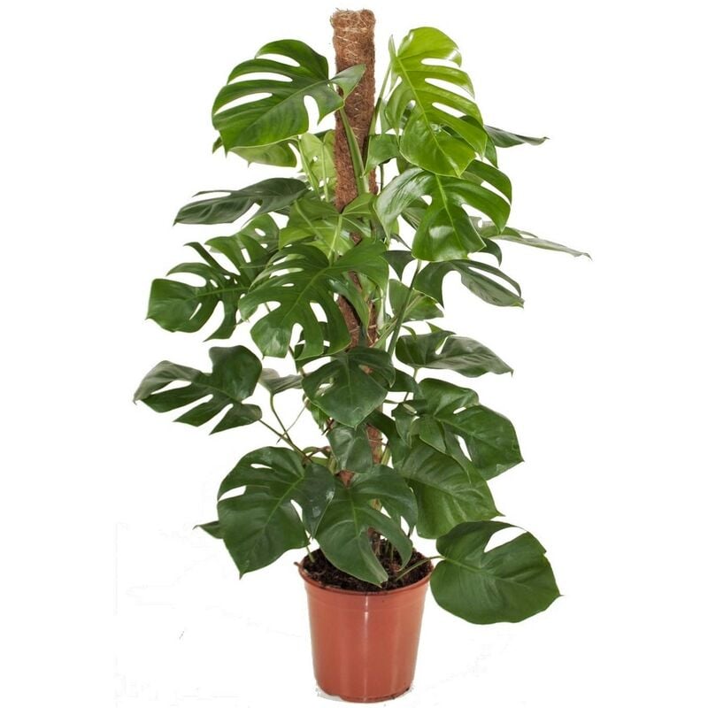 Monstera Deliciosa - Plante trouée - Pot 24cm - Hauteur 120-130cm - Vert