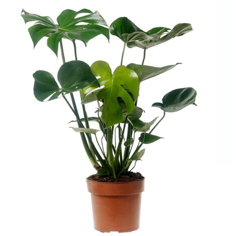 Set de 4 plantes d'intérieur 'Easy Care' - Pot 12cm - Hauteur 25-40cm -  FloraStore