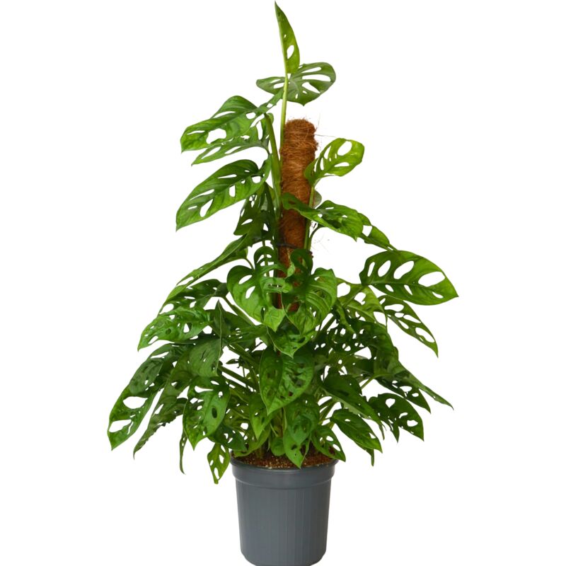 Plant In A Box - Plante à trous - Monstera adansonii 'Monkey Mask' - Hauteur 60-70cm - ⌀16cm