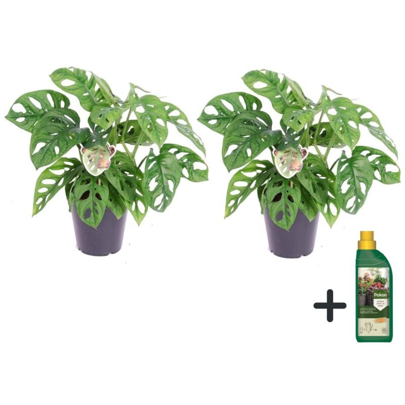 Plant In A Box - Plante à trous - Set de 2 - Monstera 'Monkey Mask' - Hauteur 25-30cm - ⌀12cm