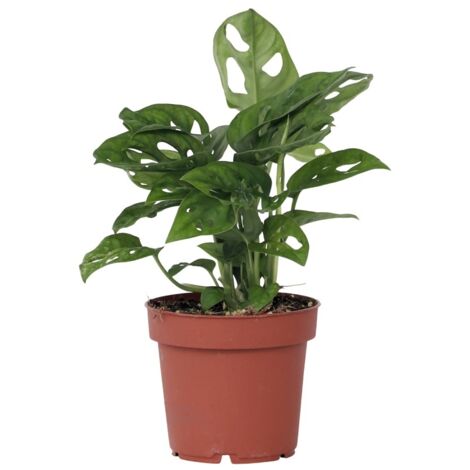 Monstera Monkey-Mask - Pots 12cm - Hauteur 20-30cm
