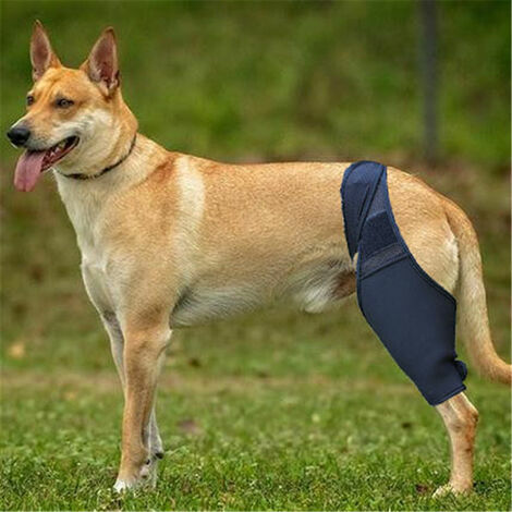 MOON Genouillère pour chien pour Acl, luxation de la rotule, arthrite - Maintient l'articulation au chaud - Soutien supplémentaire - Réduit la douleur, XL