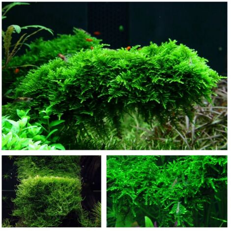 Moos Set mit 3 Tropica in Vitro Pflanzen Aquariumpflanzenset Nr.55