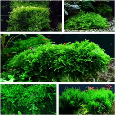 Moos Set mit 5 Tropica in Vitro Pflanzen Aquariumpflanzenset Nr.57