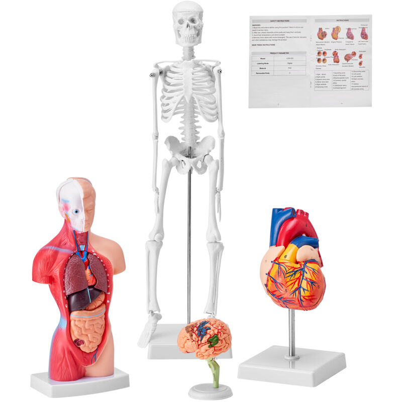 VEVOR Ensemble de Modeles Anatomiques Humains 4PCs Cerveau Coeur Torse et Squelette Grandeur Nature Modele deEnseignement en PVC Parties Detachables