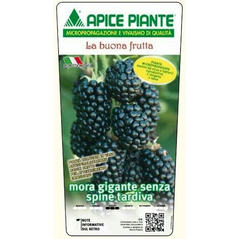 Mora dei Giardini Chester Tardiva Senza Spine - V. 12 X 11 X 11 cm - Apice Piante