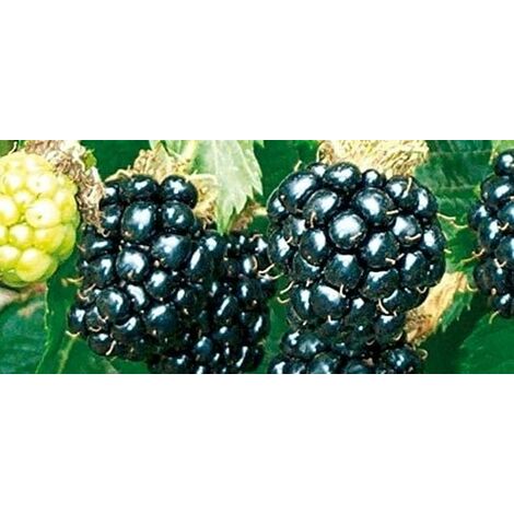 Mora Evergreen senza spine