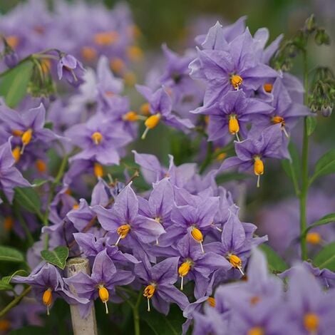 JAVOY PLANTES Morelle faux-jasmin 'Glasnevin' - solanum crispum 3L