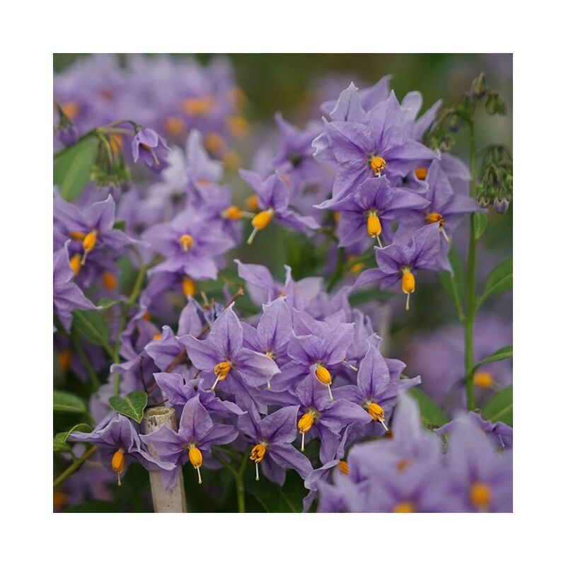 Morelle faux-jasmin 'Glasnevin' - solanum crispum 3L - 90/120cm