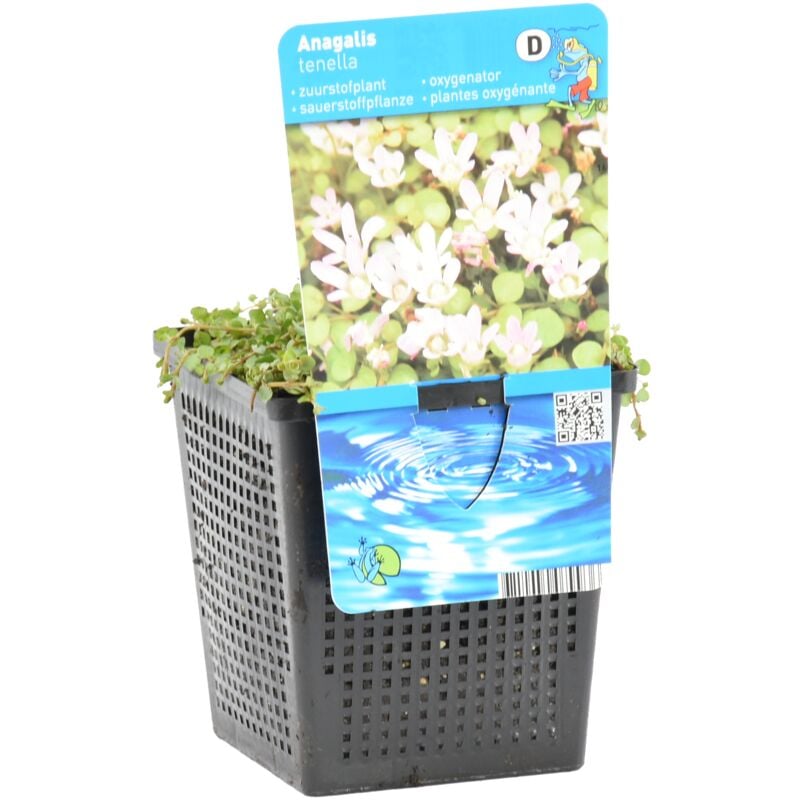 Anagallis tenella P10H10