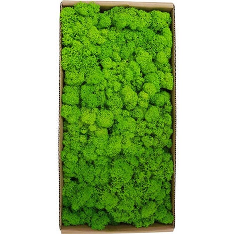 Mousse micro paysage accessoires de décoration mur de mousse immortelle, herbe verte