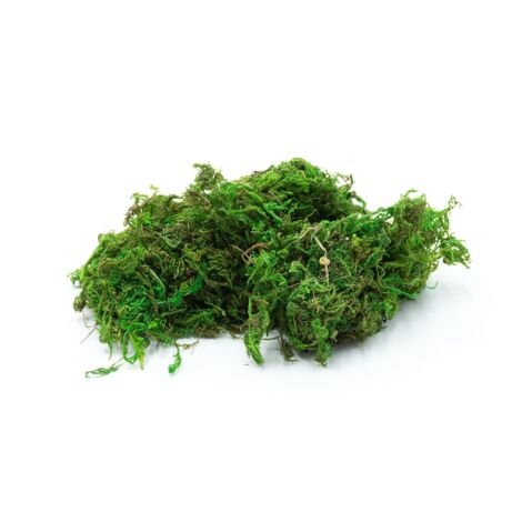 Mousse séchée pour terrarium, colorée naturellement, 50g
