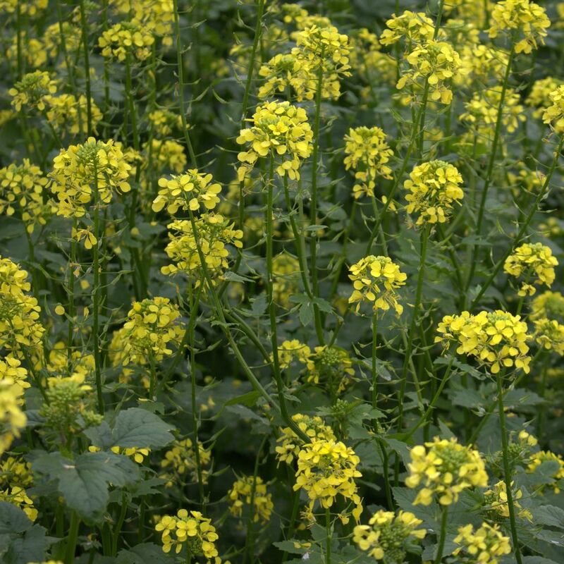 Moutarde blanche Moutarde jaune 25 kg fertilisation de verdissement, engrais vert, activateur de sol