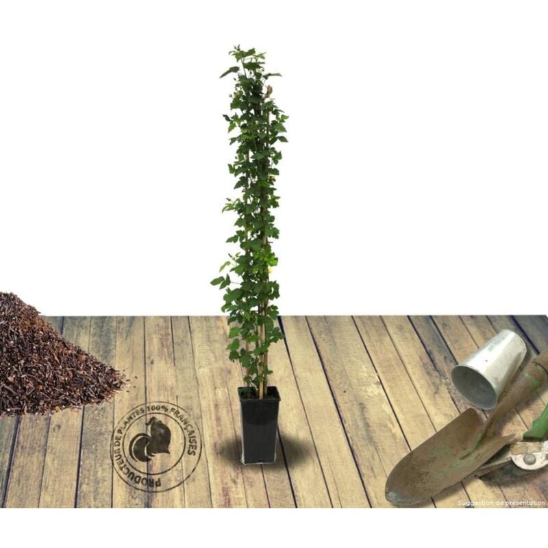 Mûre fruticosus Thornless/Pot de 3L - Blanche