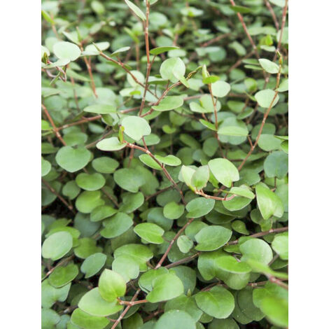 Muehlenbeckia 'Sealand Compact' Godet de 8/9 cm