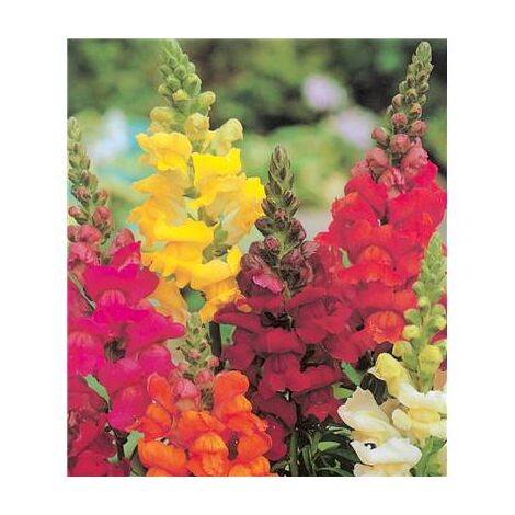 MUFLIER DEMI-NAIN - 0.5 G - Graines de fleurs