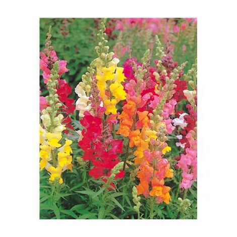 MUFLIER NAIN TOM POUCE - 0.5 G - Graines de fleurs