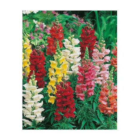 MUFLIER SUPER GEANT - 0.5 G - Graines de fleurs