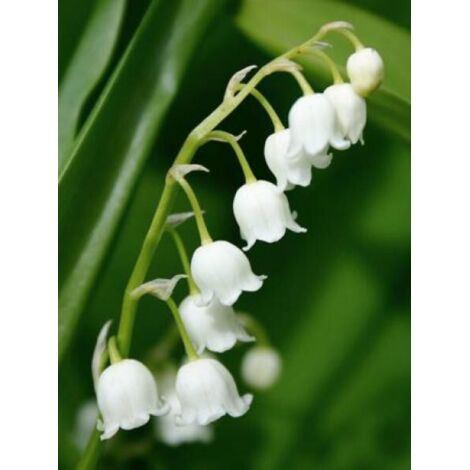 Muguet Godet de 8/9 cm
