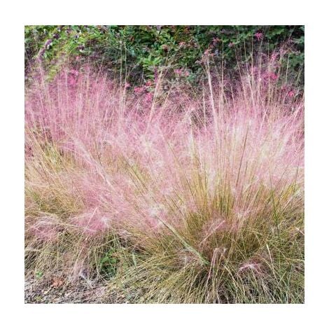 FABRE GRAINES MUHLENBERGIA CAPILLARIS - 3 GODETS