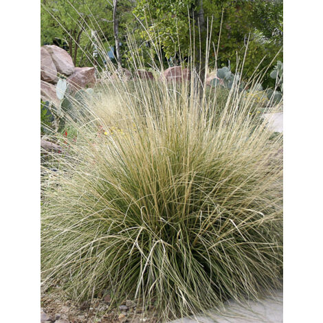 Muhlenbergia rigens Godet de 8/9 cm
