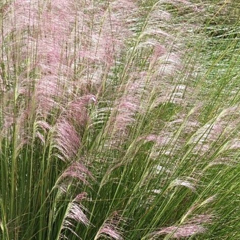 Muhlenbergie capillaire - Muhlenbergia capillaris godet 9cm