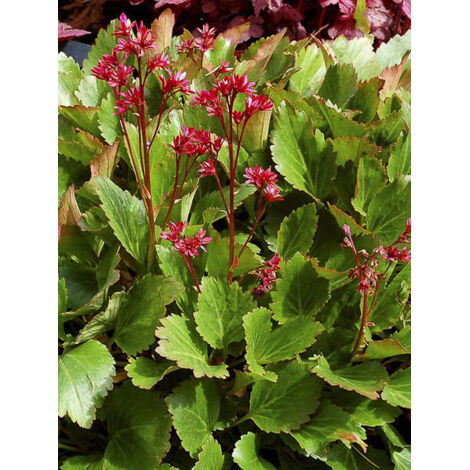 Mukgenia 'Nova Flame' Godet de 8/9 cm
