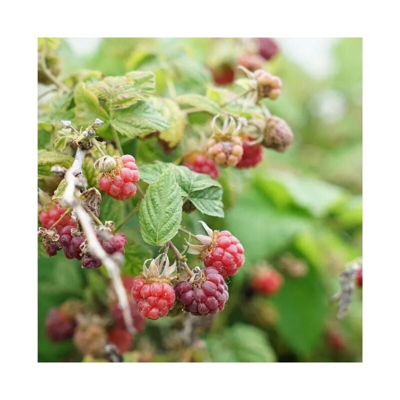 Javoy Plantes - Mûre-framboise Tayberry - Rubus tayberry 3L