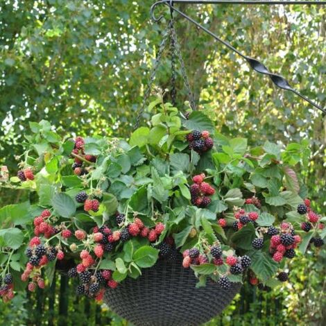Mûre fruticosus Black Cascade® | Pot de 1,5L - Tuteur bambou 30/60 cm