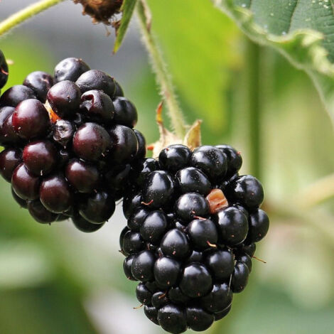 Mûre fruticosus Black Satin | Pot de 1,5L - Tuteur bambou 30/60 cm