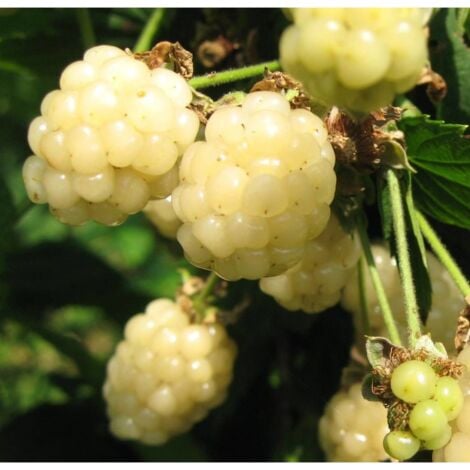 Mûre fruticosus Polar Berry™/Pot de 1,5L - Blanche