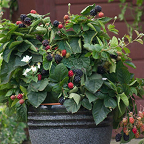 Mûre fruticosus Purple Opal® | Pot de 1,5L - Tuteur bambou 30/60 cm