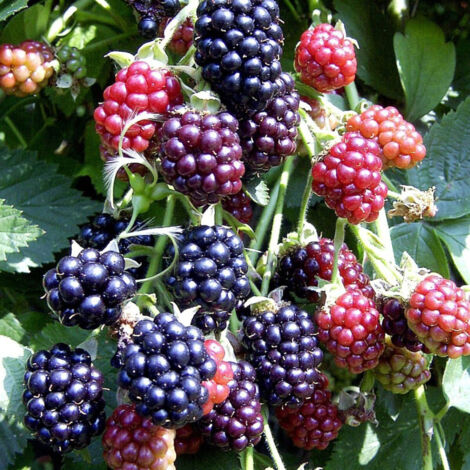 Mûre fruticosus Thornfree