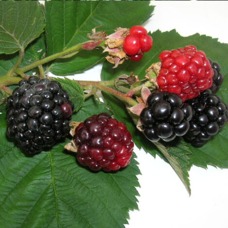 Mûre fruticosus Triple Crown | Pot de 6L - Tipi bambou 90/150 cm