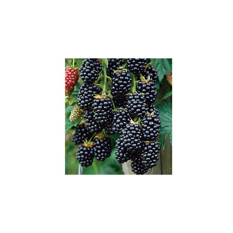 Fabre Graines - mure grimpante jumbo - 2 pieds
