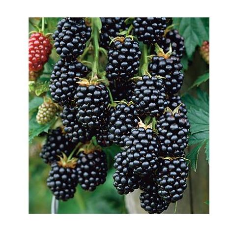 MURE GRIMPANTE JUMBO