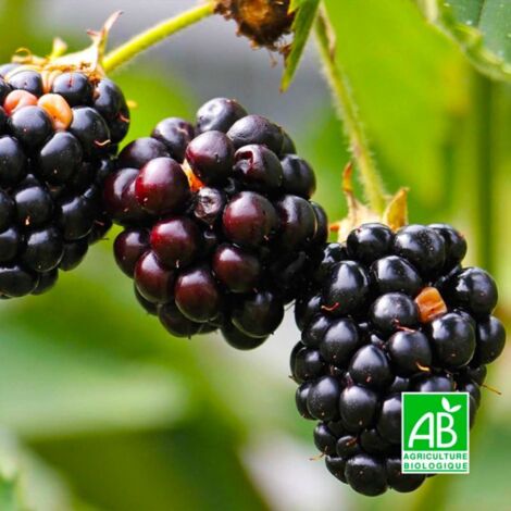 Mûre 'Thornfree' BIO (Rubus fruticosus 'Thornfree')
