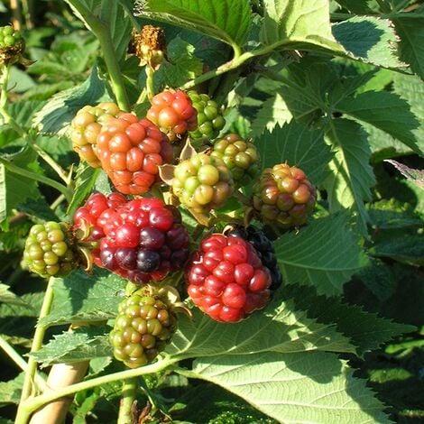 Mûre 'Thornless Evergreen' - rubus fruticosus 3L