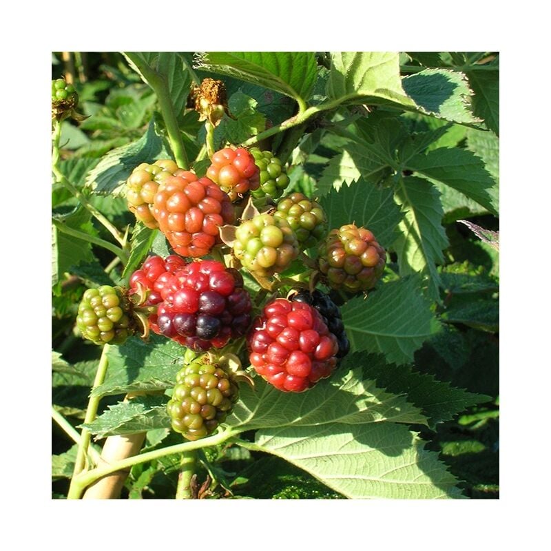 Javoy Plantes - Mûre 'Thornless Evergreen' - rubus fruticosus 3L