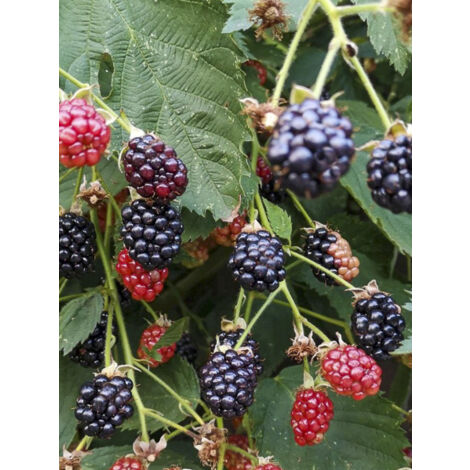 Mûrier 'Black Cascade' Pot de 2L/3L, Touffe