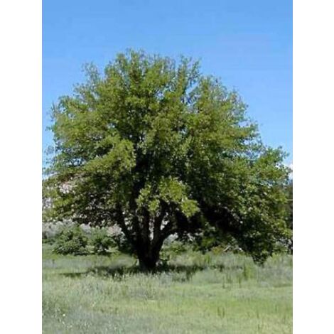 Mûrier blanc 'Fruitless' – Arbre fruitier 1000cm – Pot de 18L/20L – Feuillage caduc, exposition soleil/mi-ombre