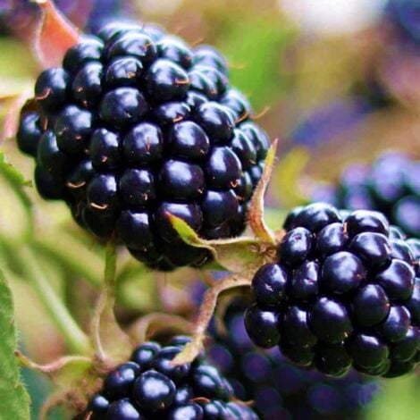 PÉPINIÈRES NAUDET Mûrier 'Géante des Jardins'