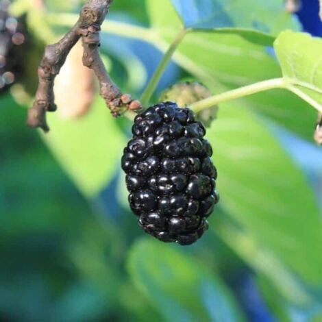 PÉPINIÈRES NAUDET Mûrier Noir (Morus Nigra)