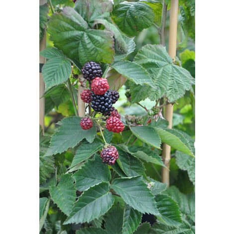 Mûrier sans épine 'Black Satin' Taille du pot - Pot de 3 Litres