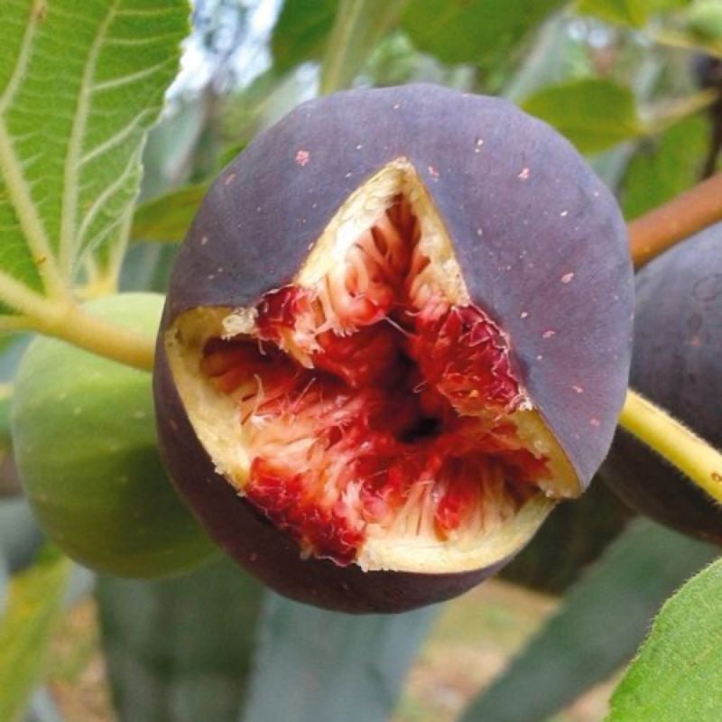 Figuier 'Candy black' (Ficus carica 'Candy black')