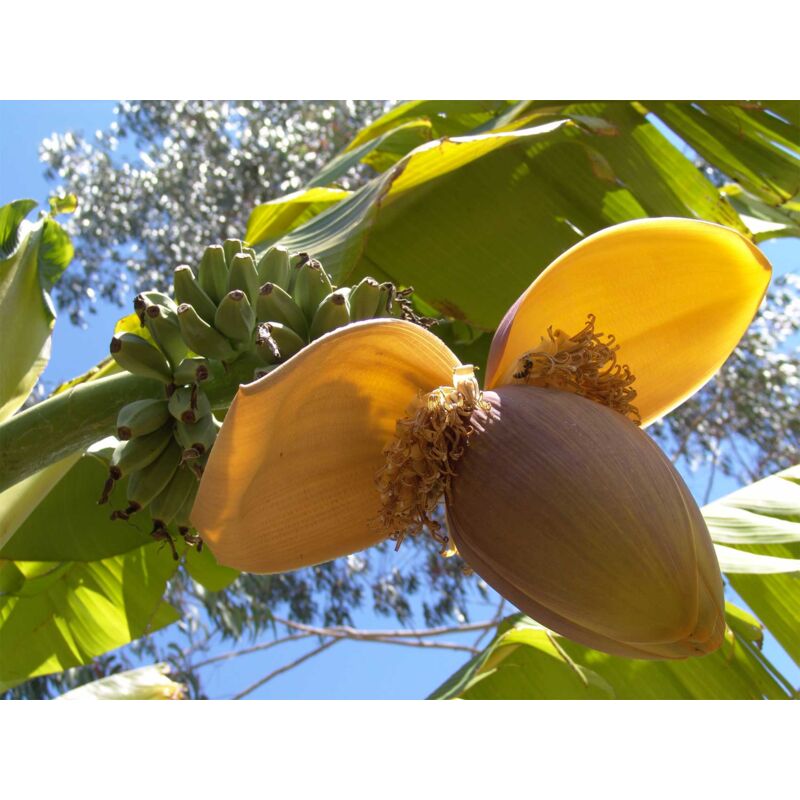Musa basjoo banane du japon (1 plante)
