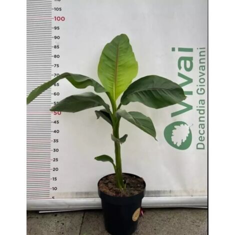 MUSA BASJOO PIANTA DI BANANO GIAPPONESE A CESPUGLIO IN VASO 23 (foto reale)