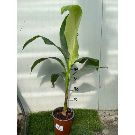 MUSA basjoo Sakhalin (M. japonica) banano giapponese H120 cm